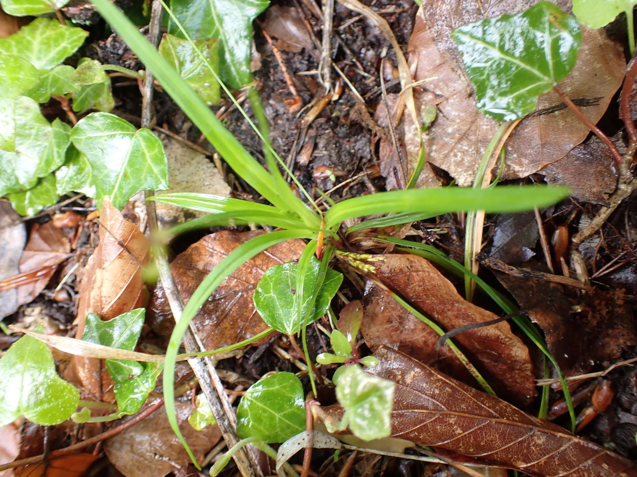 Image of Carex ornithopoda Willd.