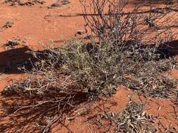 Imagem de Eremophila gilesii subsp. variabilis