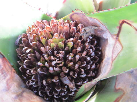 Image of Neoregelia cruenta (Graham) L. B. Sm.