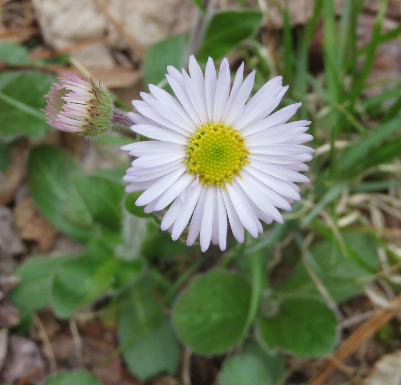 Plancia ëd <i>Erigeron <i>pulchellus</i></i> var. pulchellus