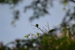 صورة Trichoglossus haematodus deplanchii Verreaux, J & Des Murs 1860