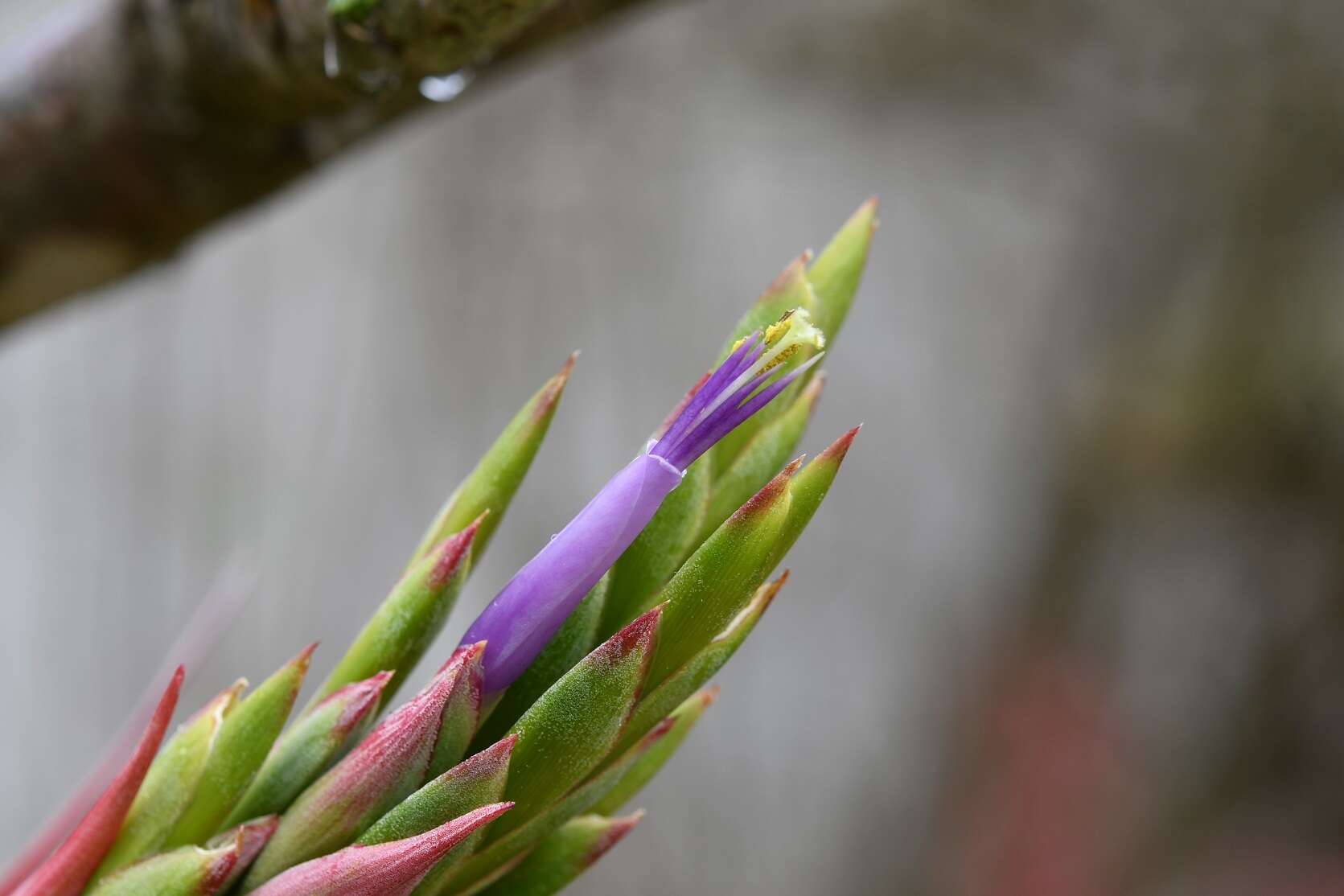 Imagem de Tillandsia belloensis W. Weber