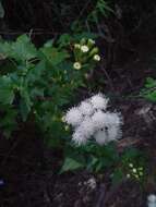 Sivun Ageratina glechonophylla (Less.) R. King & H. Rob. kuva