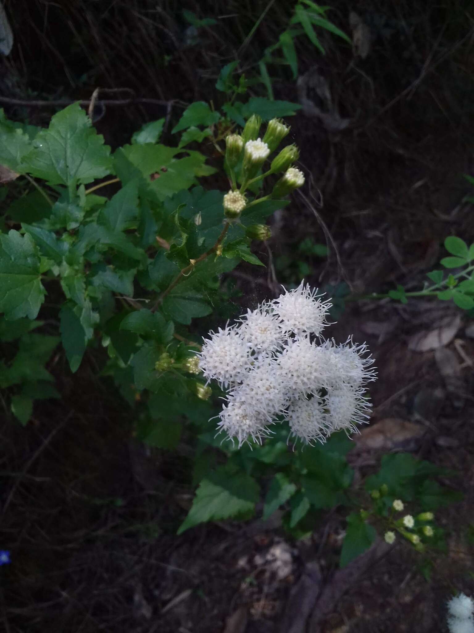 Ageratina glechonophylla (Less.) R. King & H. Rob. resmi