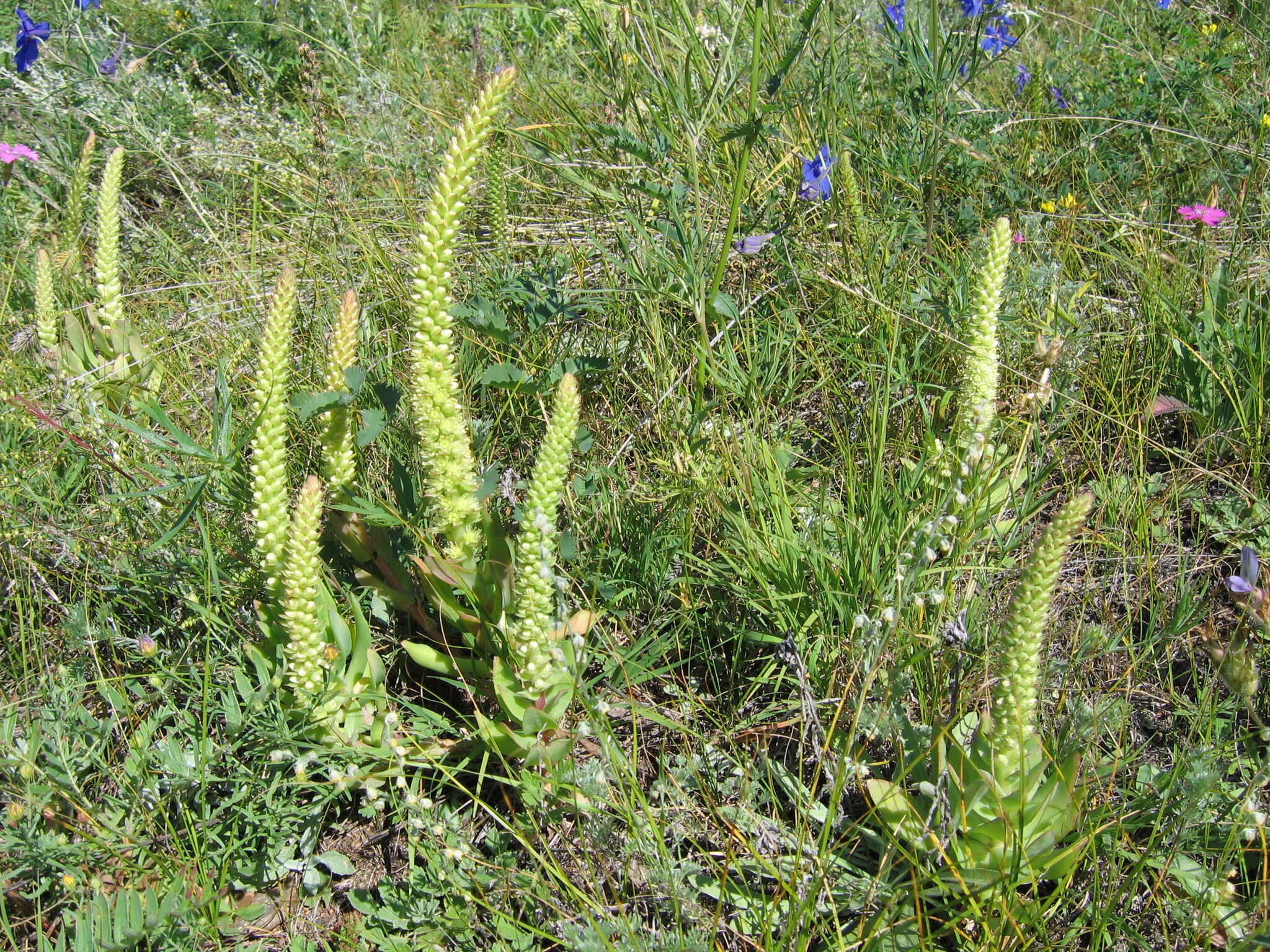 Image of Orostachys malacophylla (Pall.) Fisch.