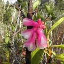 Imagem de Dendrobium obtusum Schltr.