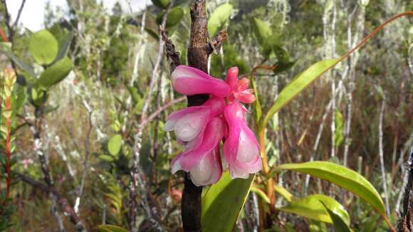 Sivun Dendrobium obtusum Schltr. kuva