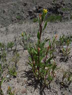 Sivun Oenothera verrucosa I. M. Johnston kuva