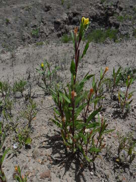 Image of Oenothera verrucosa I. M. Johnston