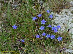 صورة Gentiana arisanensis Hayata