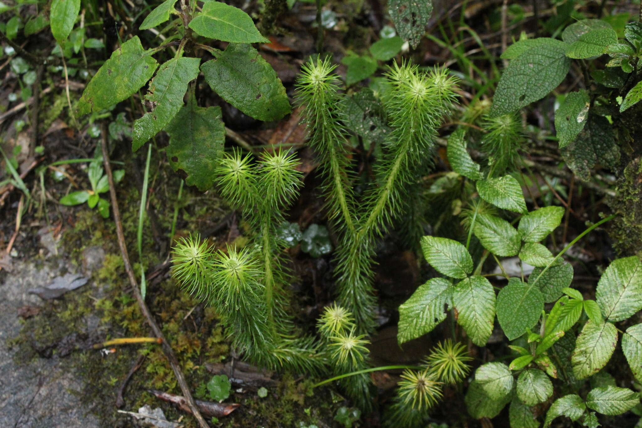 Imagem de Phlegmariurus hippurideus (H. Christ) B. Øllg.