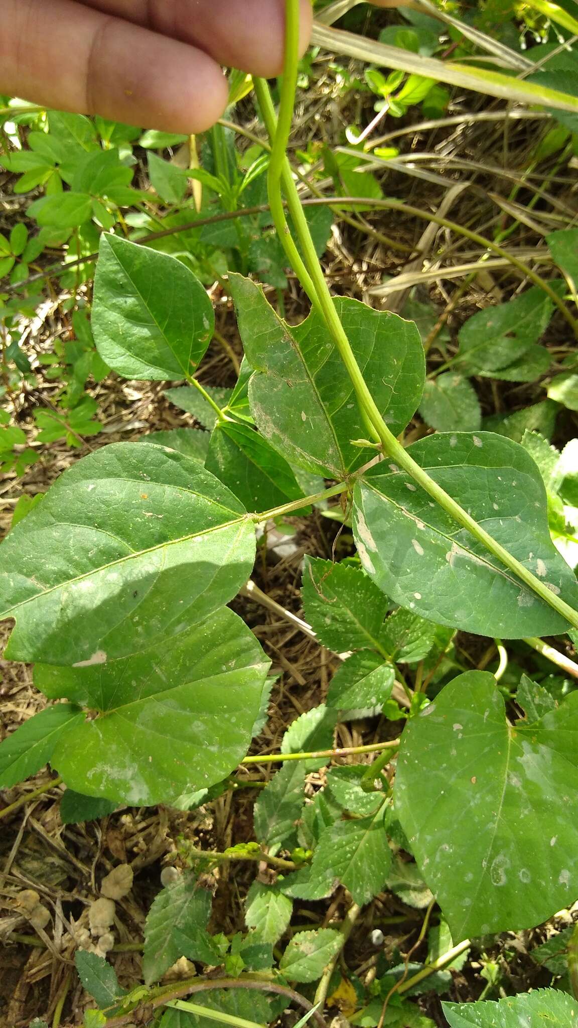 Plancia ëd Vigna luteola (Jacq.) Benth.