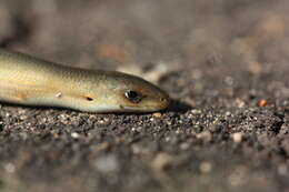 Image of Günther's Cylindrical Skink