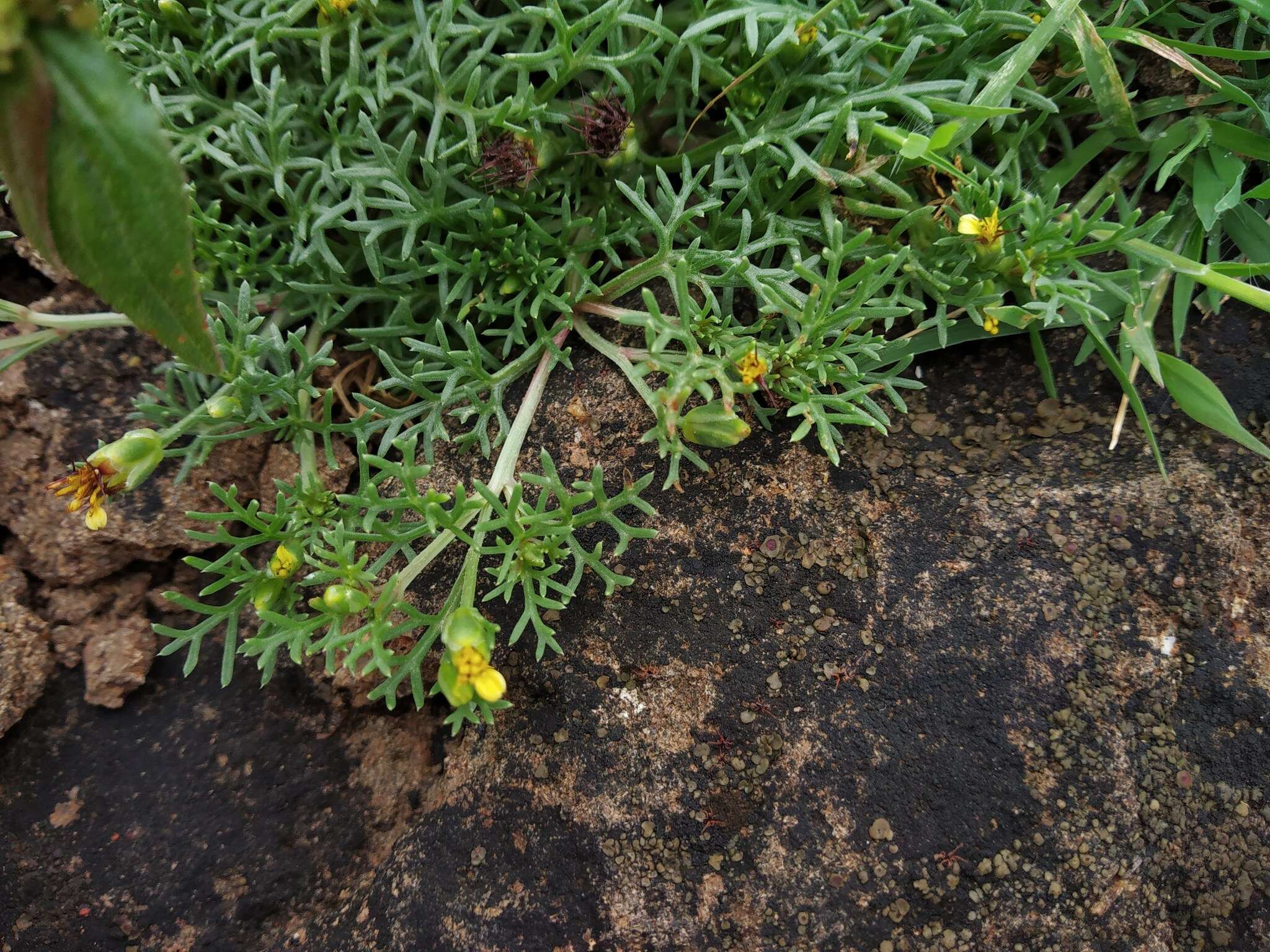 Image of Glossocardia bosvallia (L. fil.) DC.