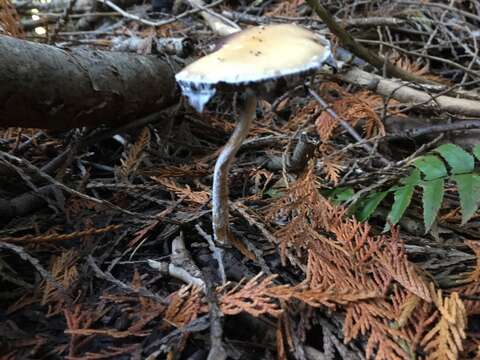 Image of Stropharia ambigua (Peck) Zeller 1914