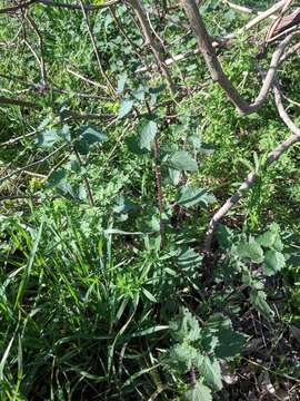 Image of heartleaf nettle