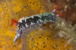 Sivun Hypselodoris Stimpson 1855 kuva