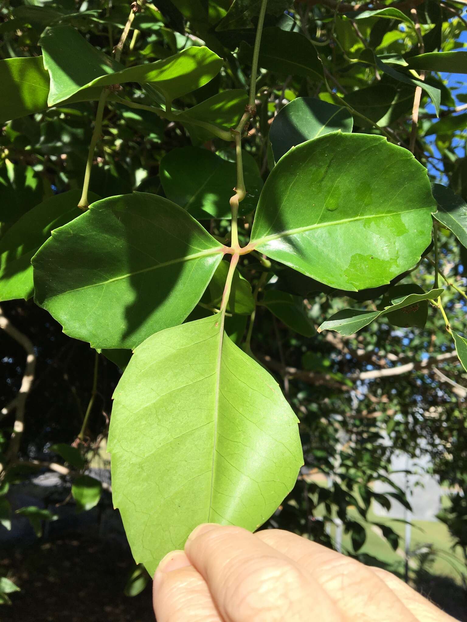 Image of Tetrastigma nitens (F. Müll.) Planchon