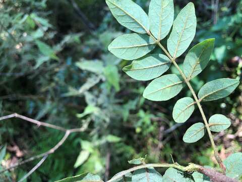 Image of Derris involuta (Sprague) Sprague