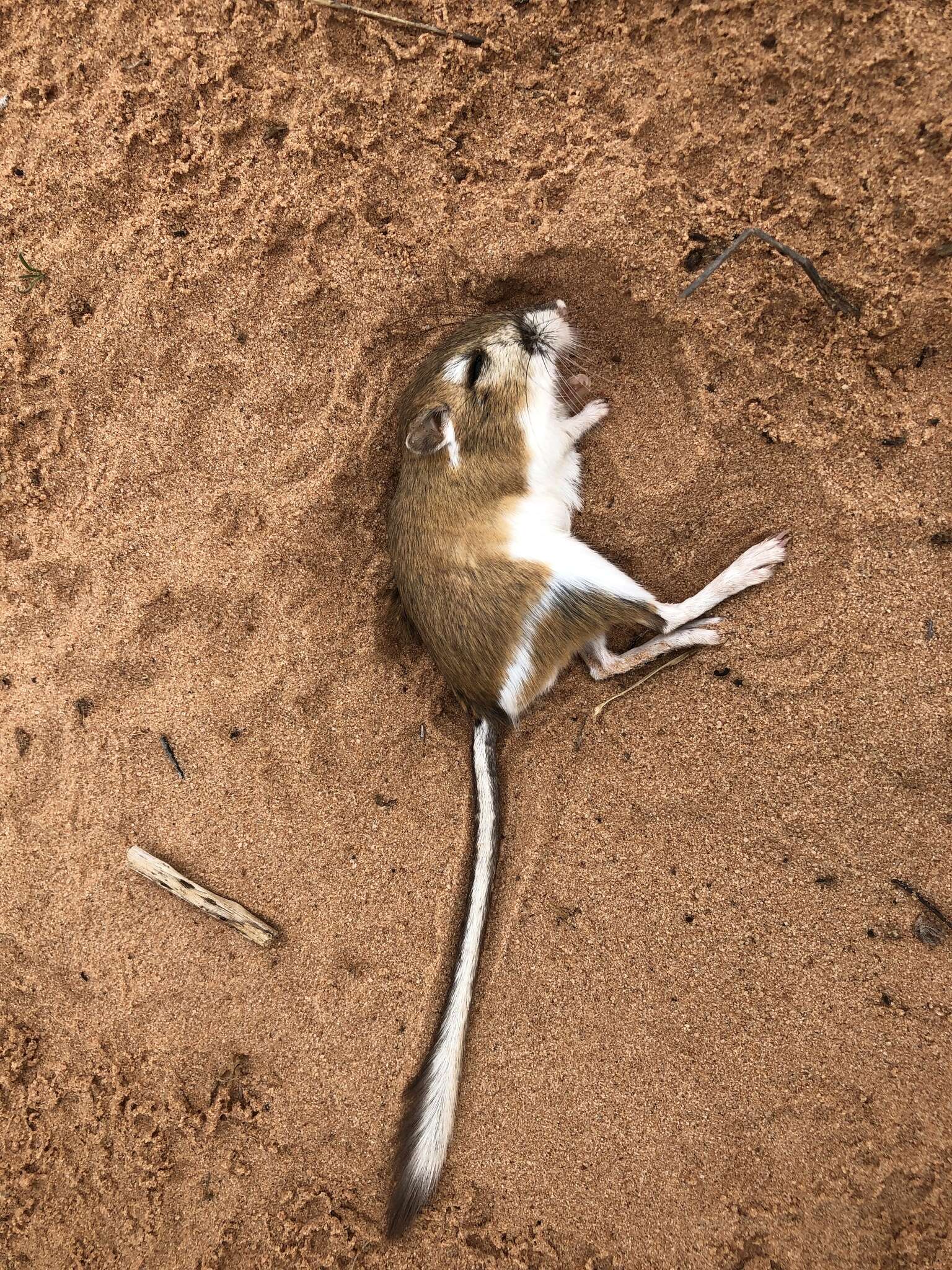 Image of Ord's Kangaroo Rat