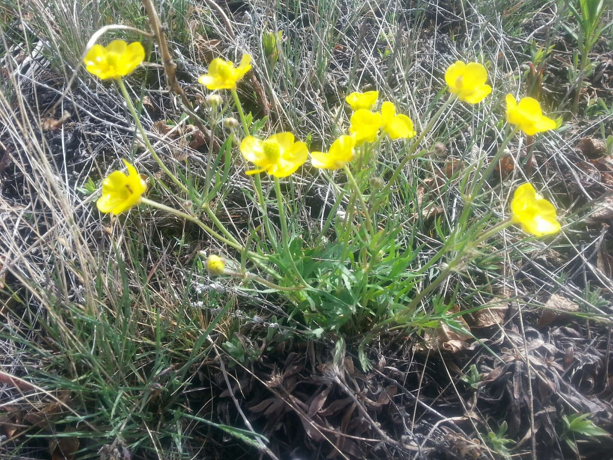 Image of Northern Buttercup