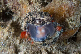 Sivun Hypselodoris Stimpson 1855 kuva