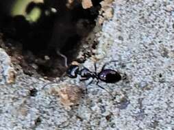 Image of Ant