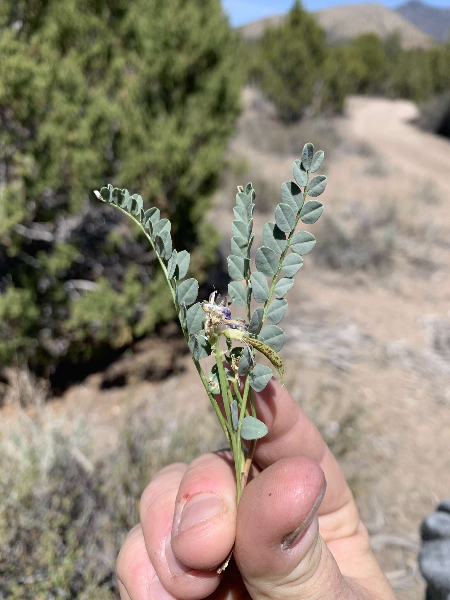 Imagem de Astragalus beckwithii Torr. & A. Gray