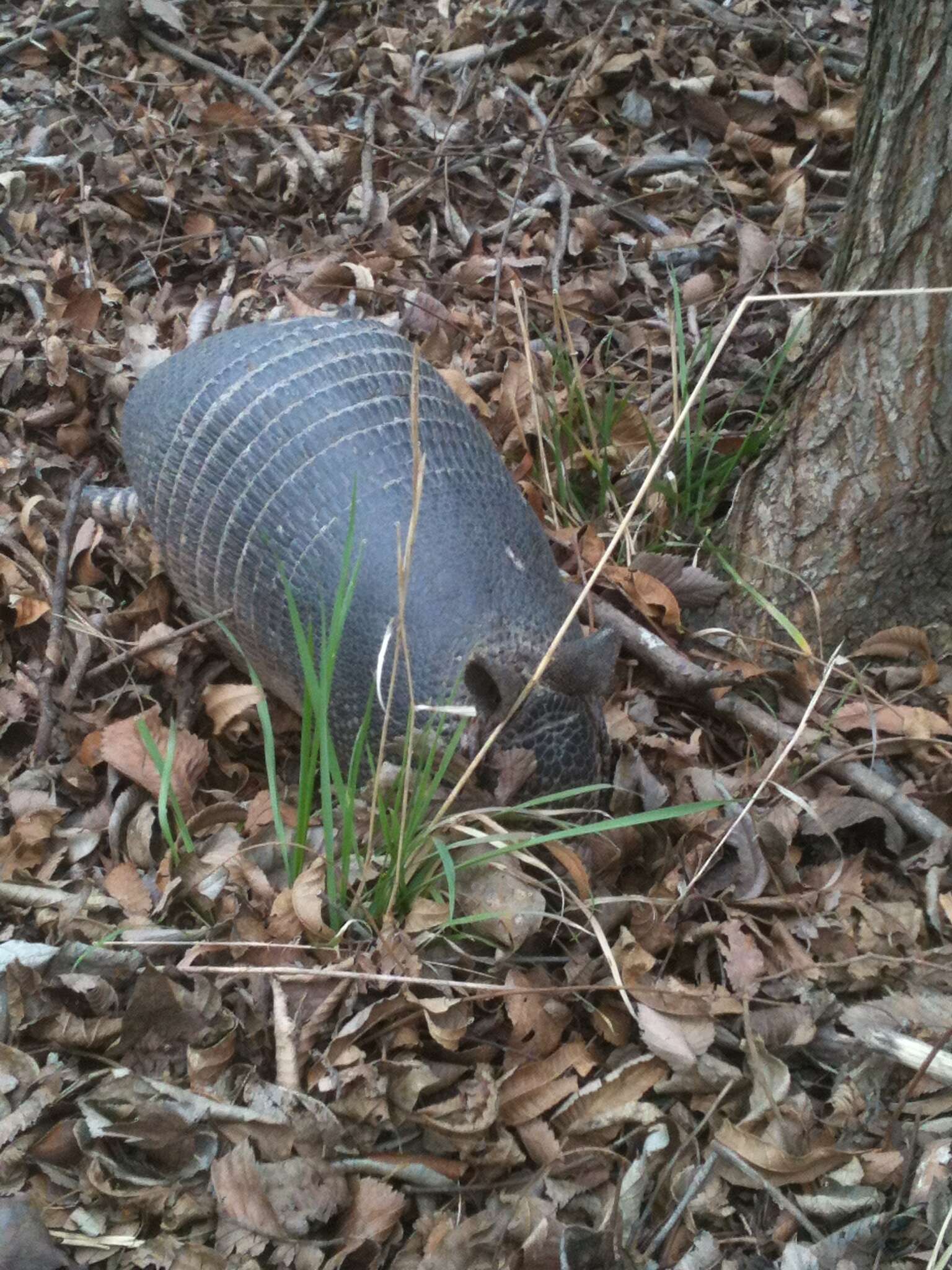 Image of long-nosed armadillos