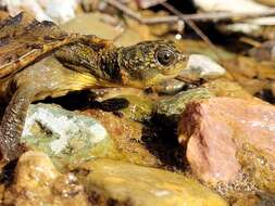 Image of White Throated Snapping Turtle