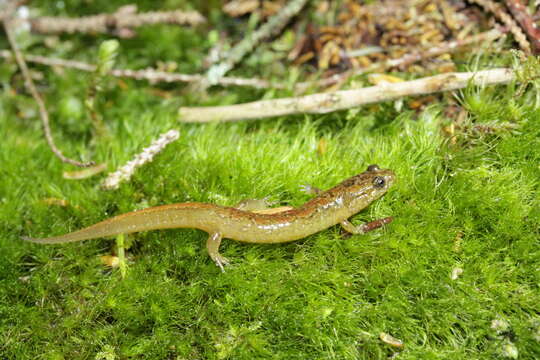 Image of Santeetlah Dusky Salamander