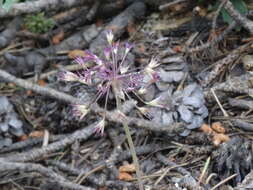 Image of dusky onion