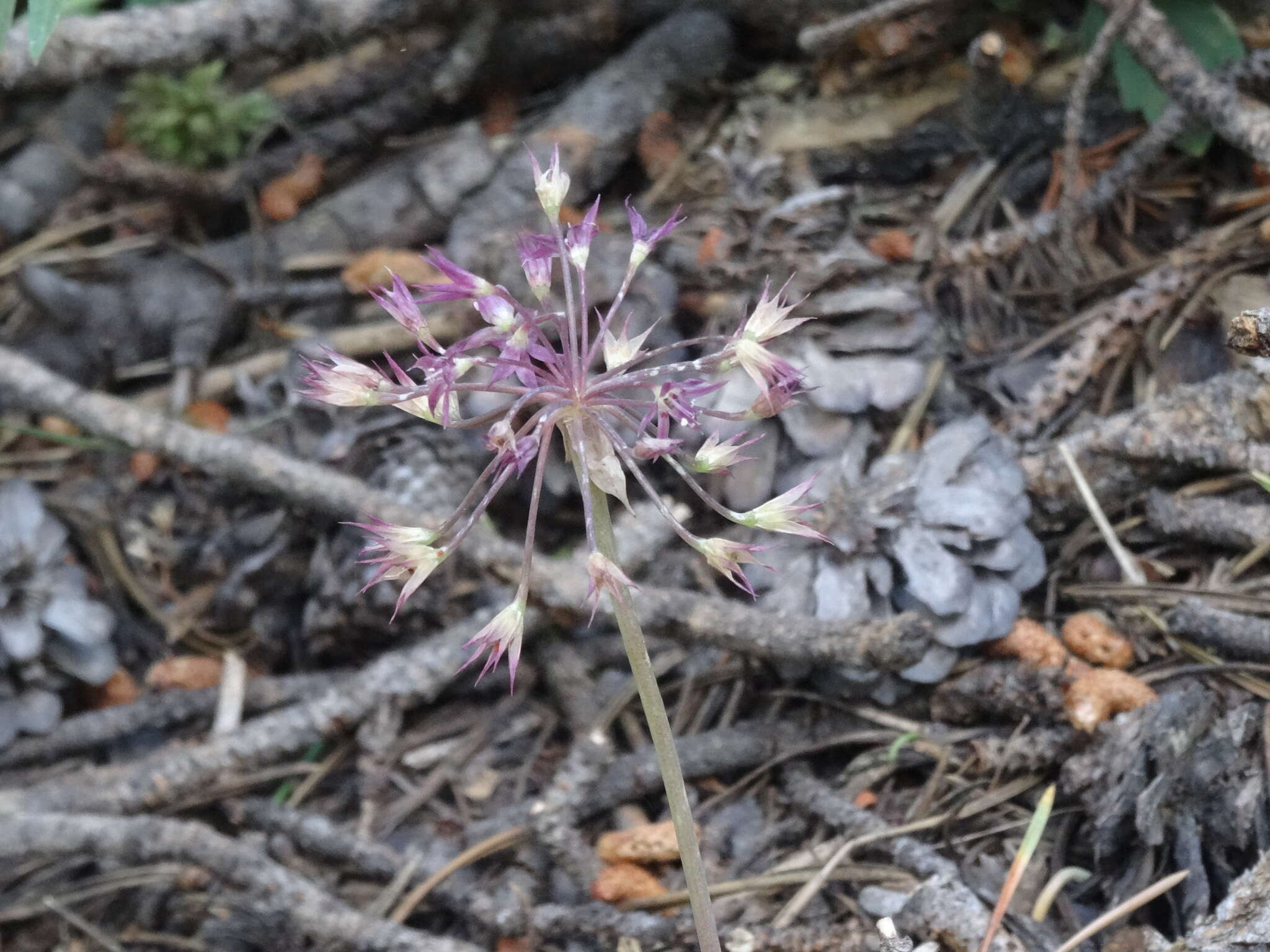 Image of dusky onion