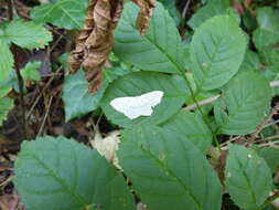 Scopula nigropunctata Hüfnagel 1767的圖片