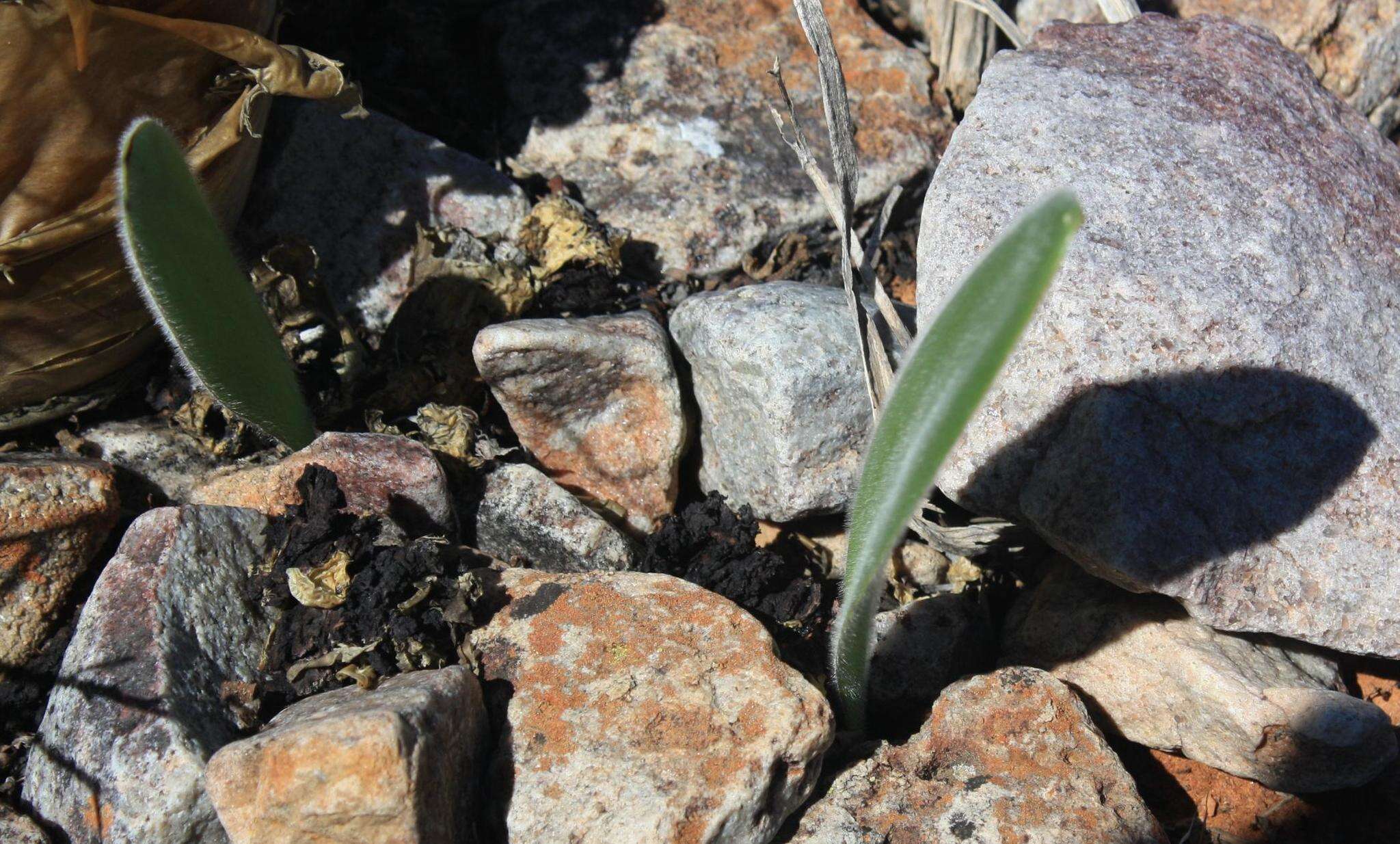 Imagem de Haemanthus unifoliatus Snijman