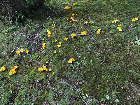 Image of Cantharellus flavolateritius Buyck & V. Hofst. 2016