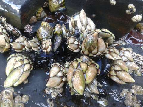 Image of goose neck barnacle