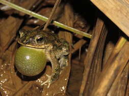 Image of Rhinella major (Müller & Hellmich 1936)