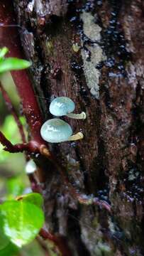 Image of Mycena cyanocephala Singer 1969