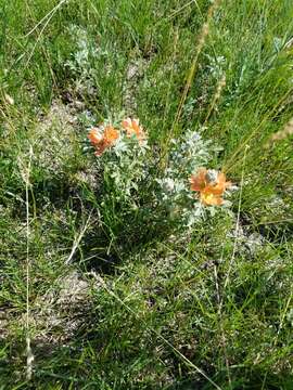 Image of Sphaeralcea coccinea var. coccinea