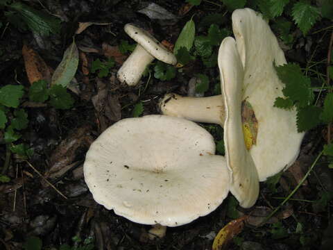 Image of giant clitocybe