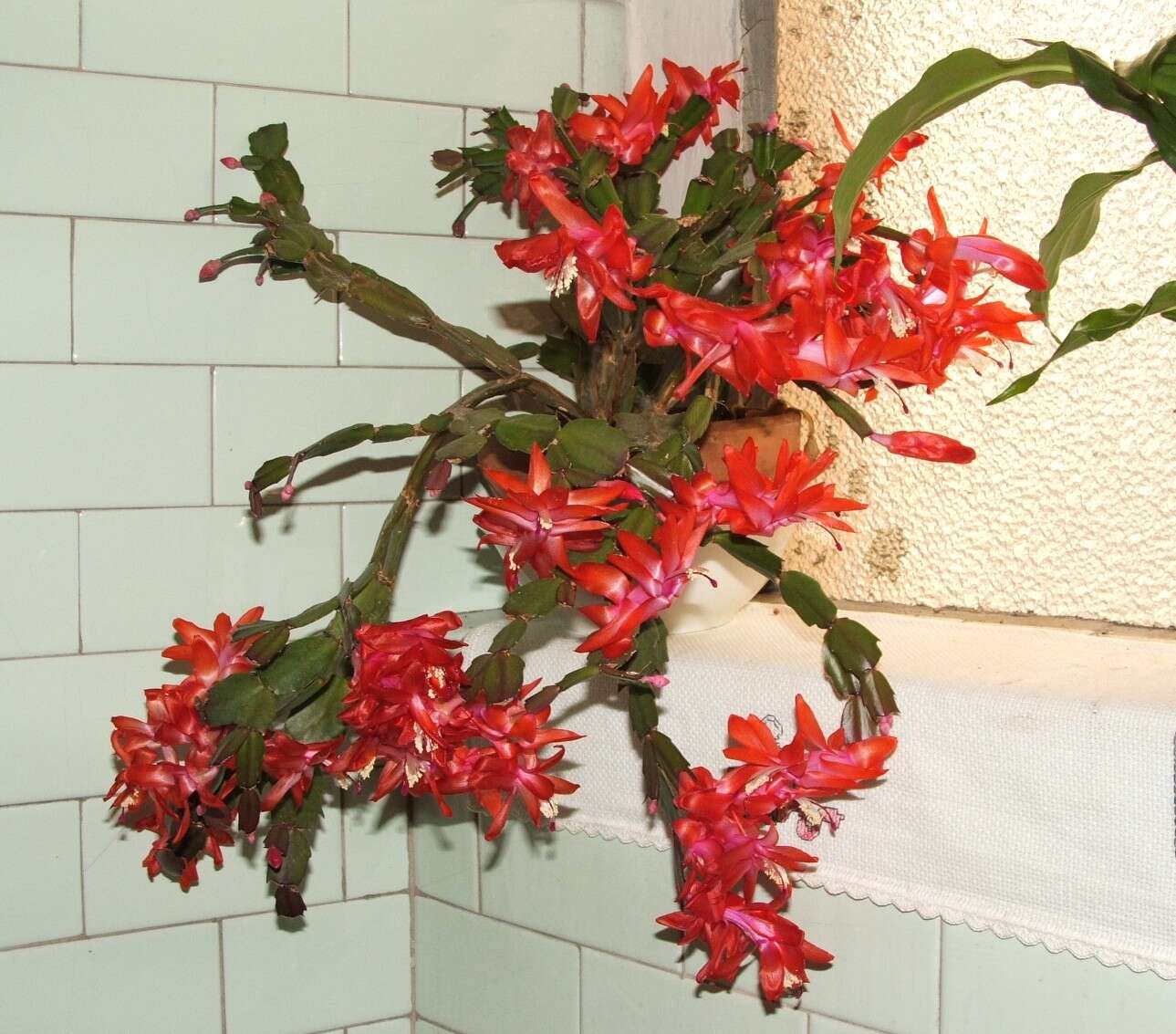 Plancia ëd Schlumbergera truncata (Haw.) Moran