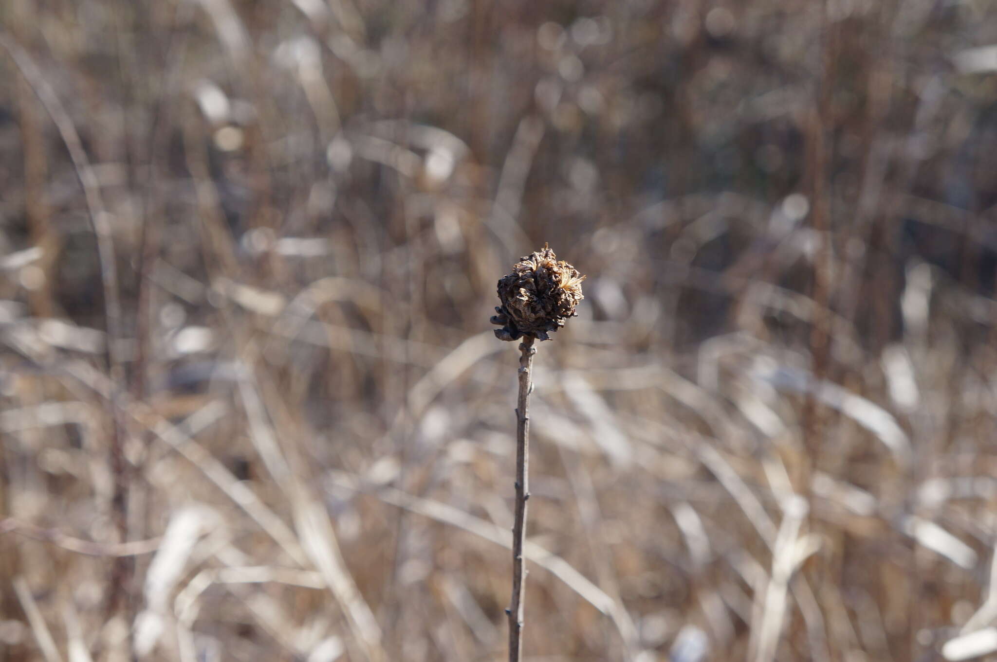 Image of Goldenrod Bunch Gall