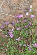 Sivun Astragalus sinicus L. kuva