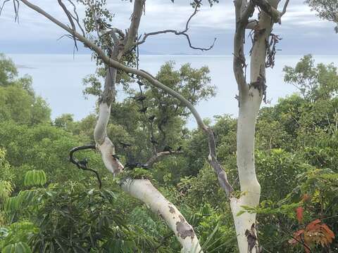 Image of Metallic Starling