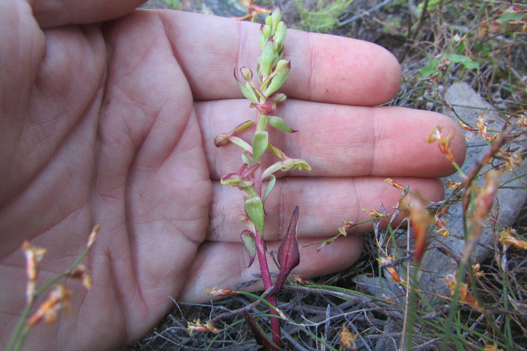 Satyrium pygmaeum Sond. resmi