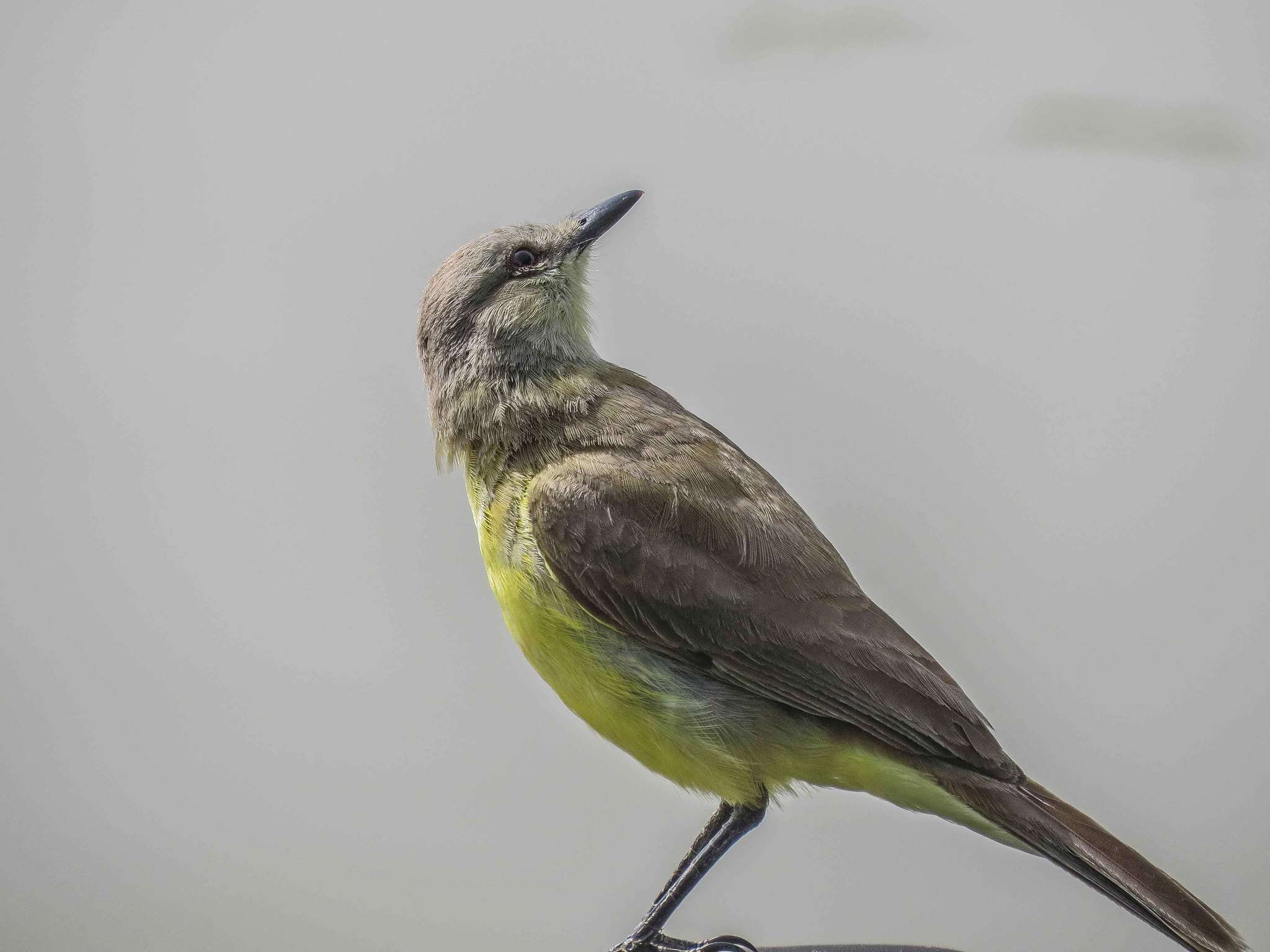 Image of Machetornis Gray & GR 1841