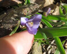 Image of starflower brodiaea