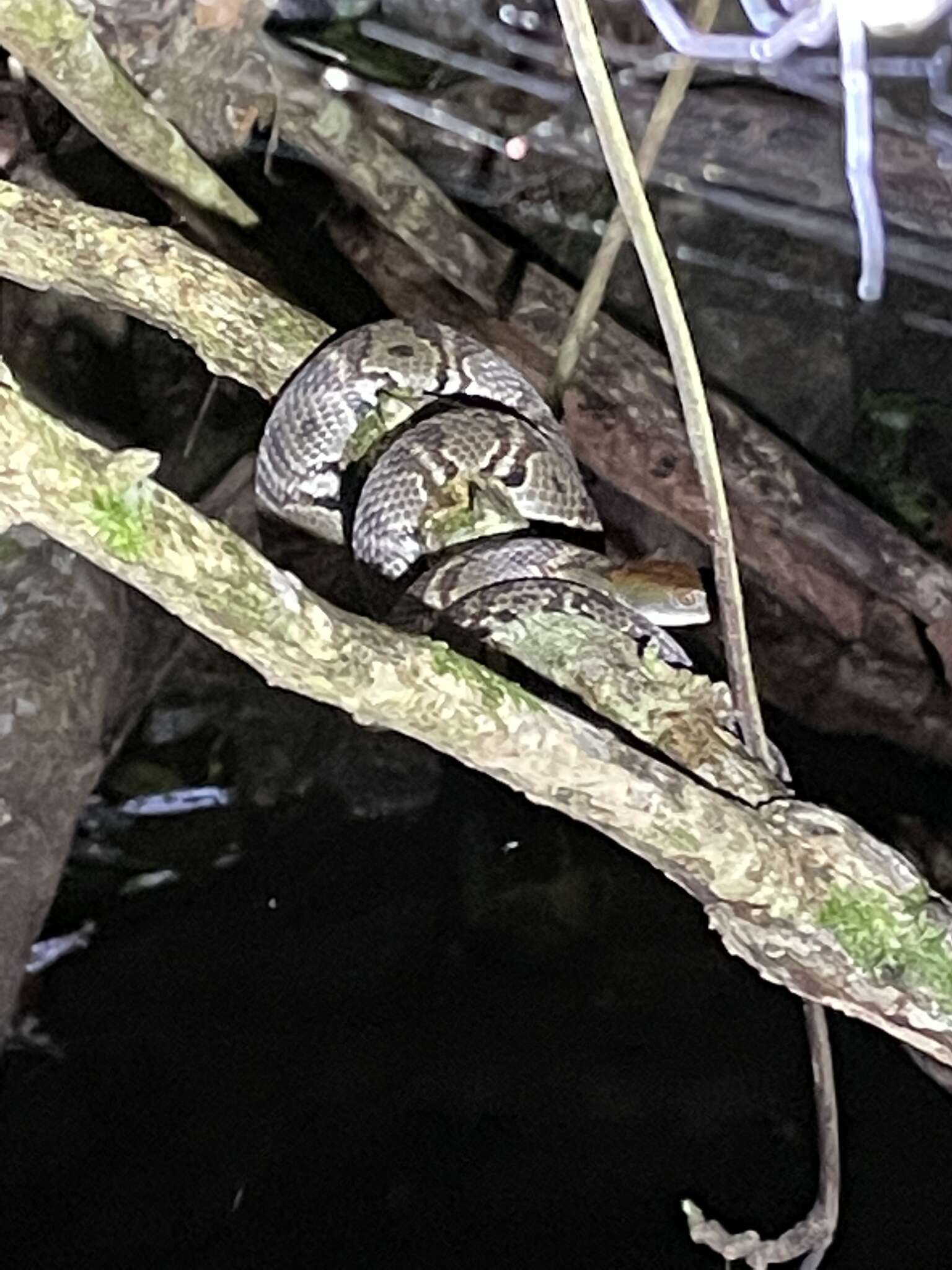 Image of <i>Trimerodytes aequifasciatus</i>