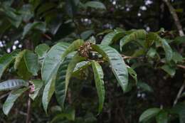 Image of Vismia sessilifolia (Aubl.) Choisy